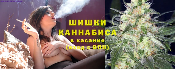 сатива Беломорск